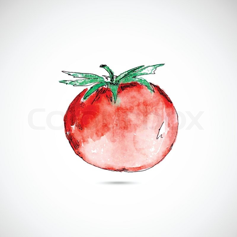 800x800 Watercolor Painted Red Tomato On White Background Stock Vector