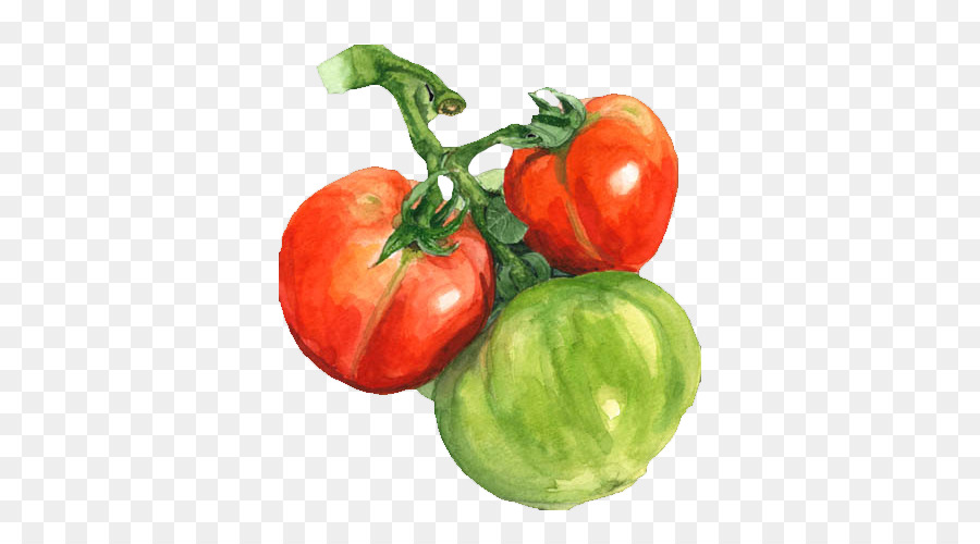 900x500 Watercolor Painting Tomato