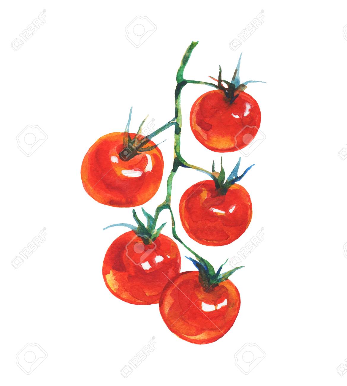1169x1300 Drawn Tomato Watercolor