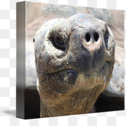 260x260 Free Download Islands Pinta Island Tortoise Aldabra
