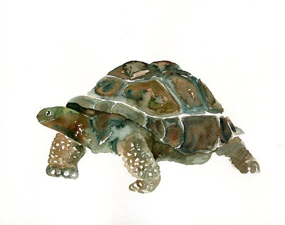 570x450 Galapagos Tortoise Original Watercolor Painting 10x8inch