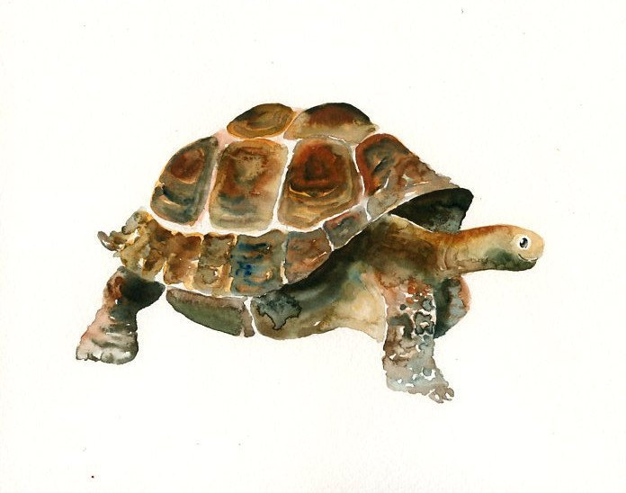 696x548 Galapagos Tortoise 7x5inch Print Art Print Animal Watercolor Etsy