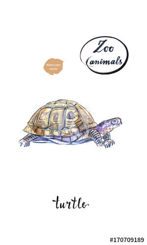 300x500 Land Turtle (Tortoise) In Watercolor