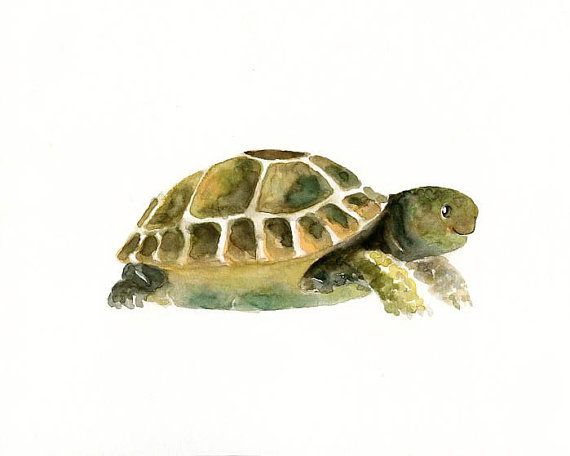 570x456 Tortoise Original Watercolor Painting 10x8inch In 2018 Art