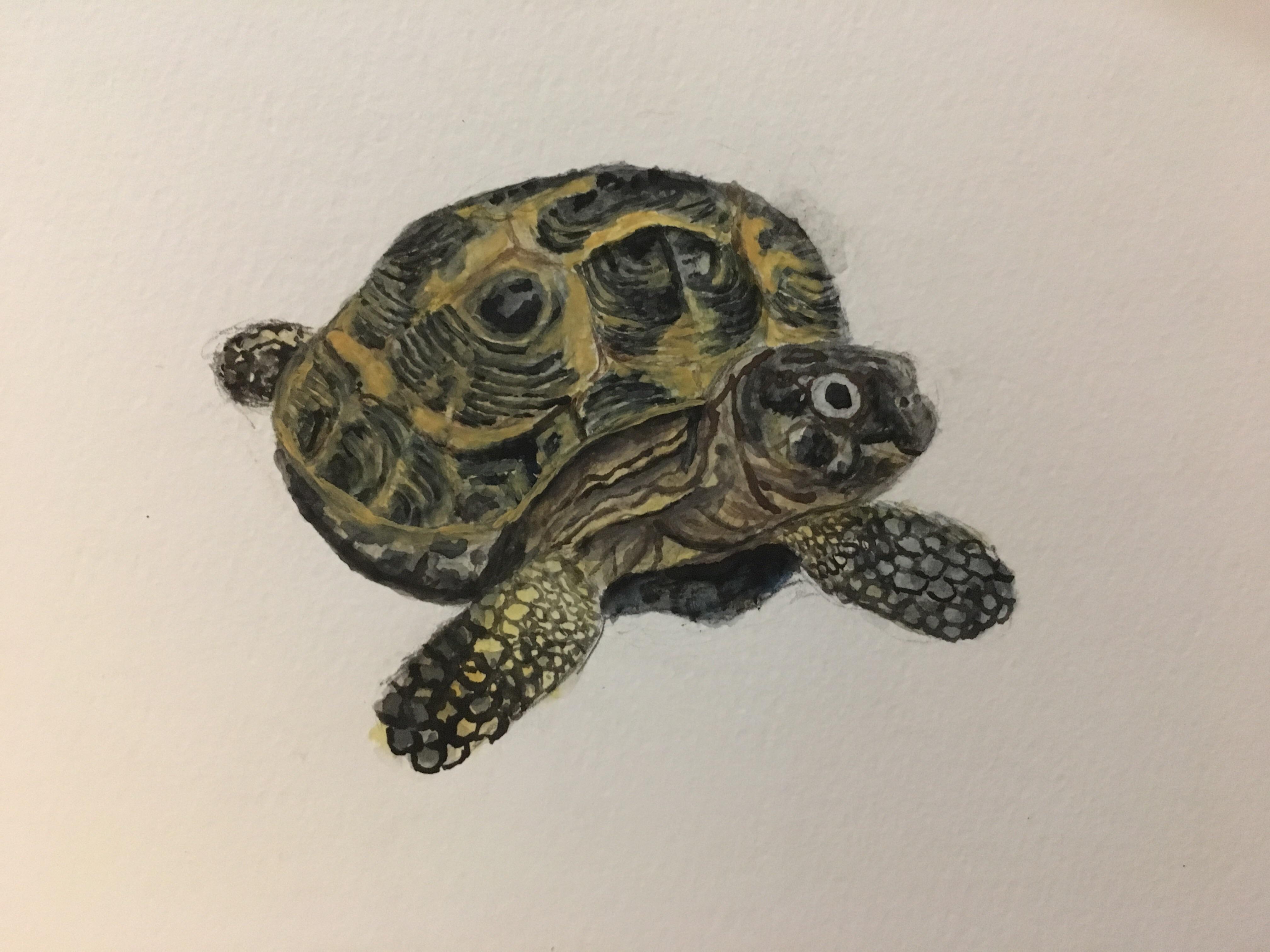 4032x3024 Tortoise On Blank Watercolor, Art
