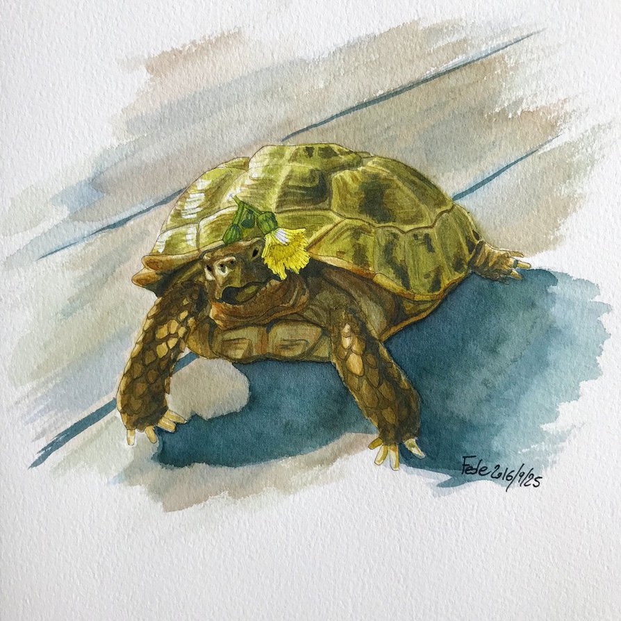 894x894 Tortoise Sunbathing By Ashura Alexis