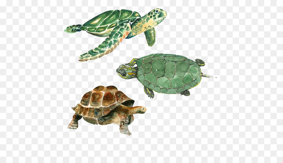900x520 Turtle Cheloniidae Watercolor Painting Drawing Tortoise