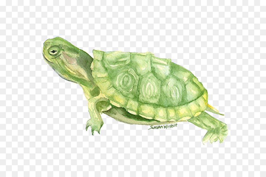 900x600 Turtle Watercolor Painting Drawing