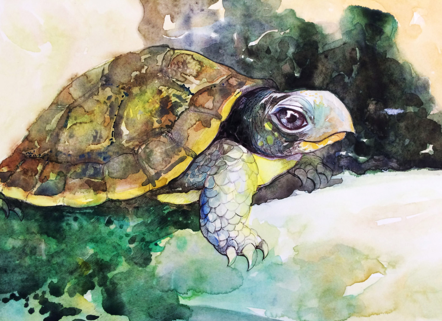 1500x1090 Watercolor Desert Tortoise Painting Tortoise Art Print Etsy