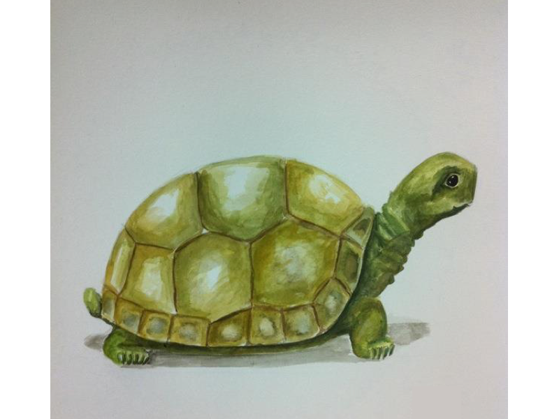 800x600 Watercolor Tortoise By Priyankagodbole