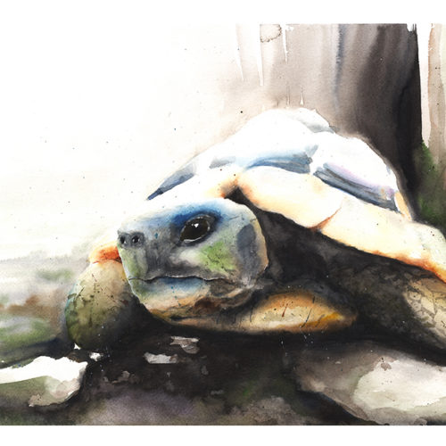 500x500 Tortoise Watercolor Archives Watercolor Animal Paintings