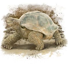 236x220 Desert Tortoise Watercolor Art Print Southwest By Curiocabinet