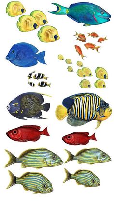 236x424 Under The Sea Tropical Fish Watercolor. A R T ~