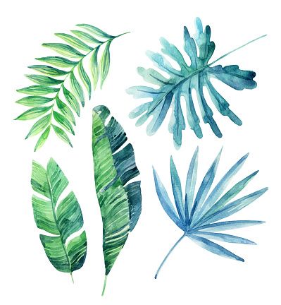 399x432 Watercolor Tropical Leaves Set Illustration Id540723318