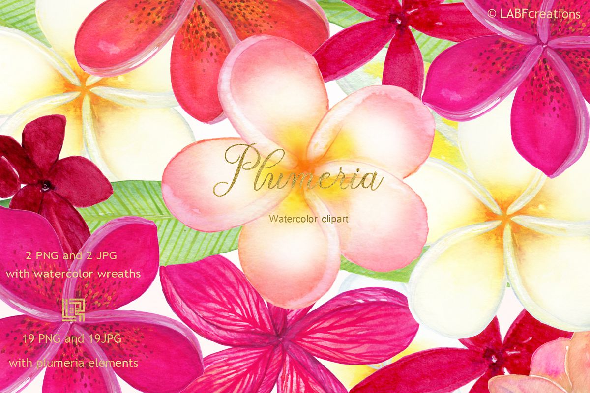 1200x800 Plumeria Tropical Watercolor Flowers