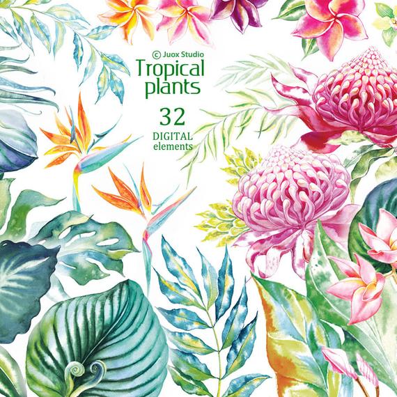 570x570 Tropical Watercolor Flowers Clipart Digital Bouquet Elements Etsy