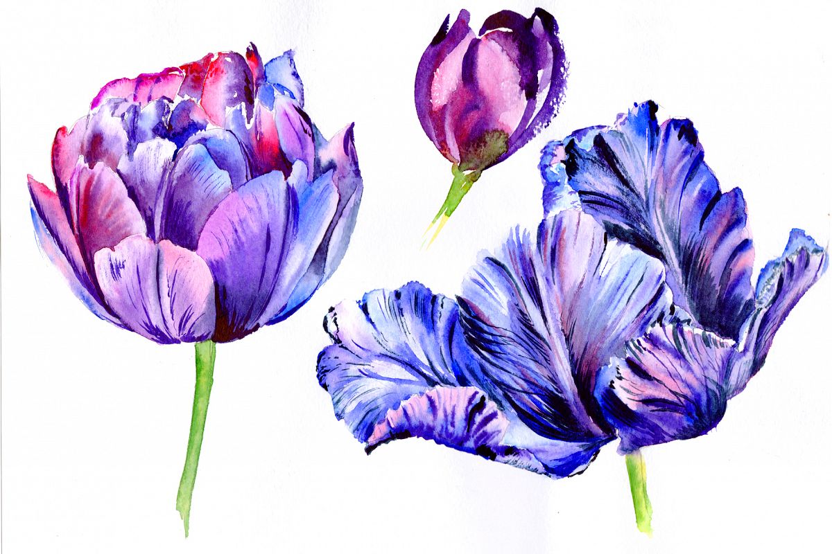 1200x800 Purple Tulip Watercolor Flowers Png By Design Bundles