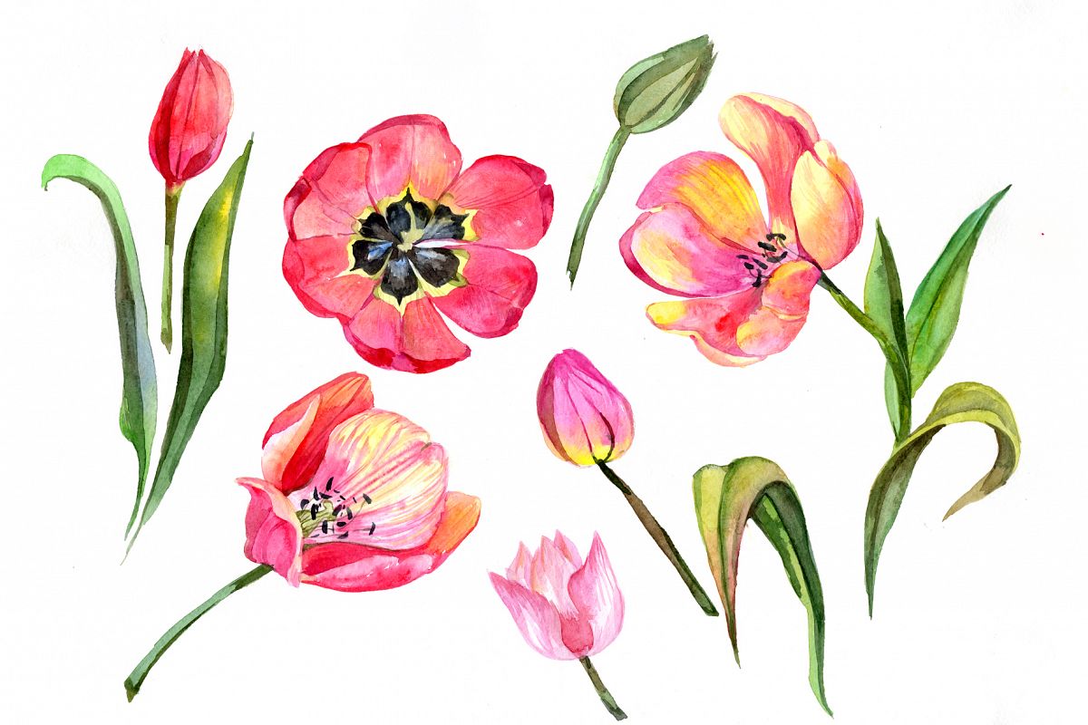 1200x800 Red Tulip Watercolor Png Flower Set
