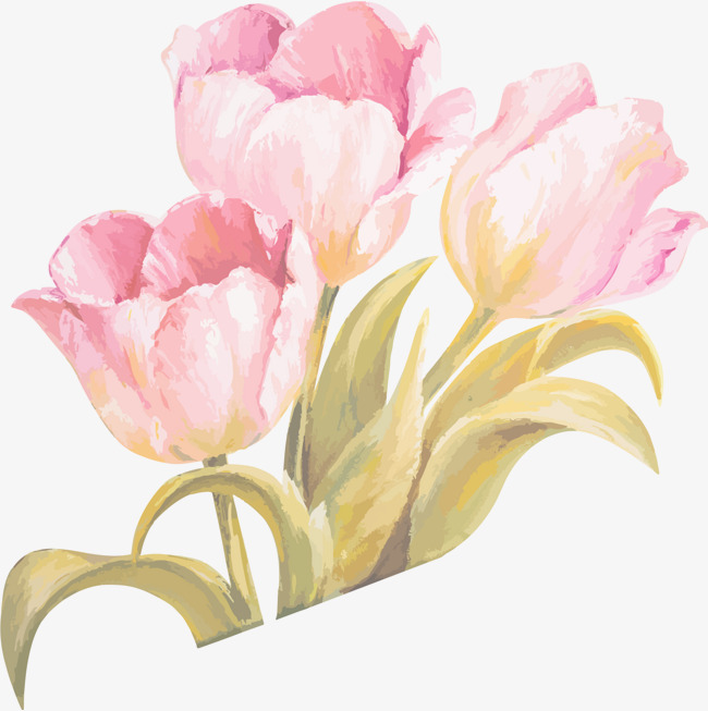 650x653 Tulip Watercolor Ribbon, Vector Flowers, Motheramp 039s Day, Tulip