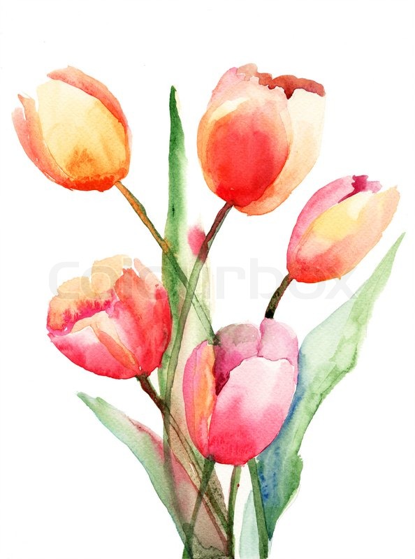 594x800 Tulips Flowers, Watercolor Painting Stock Photo Colourbox