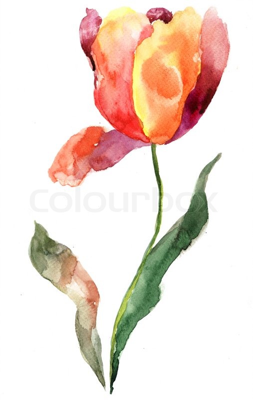 507x800 Watercolor Illustration Of Tulip Flower Stock Photo Colourbox