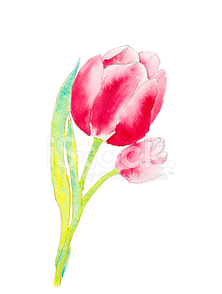 775x1024 Watercolor Of A Tulip Stock Photos