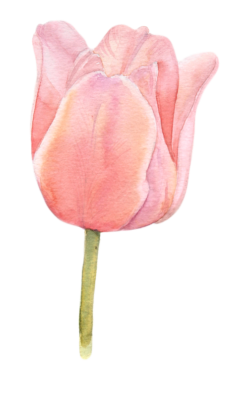 508x800 Watercolor Tulips Botanical Illustration