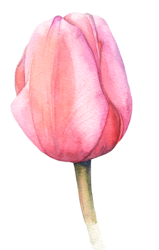 508x800 Watercolor Tulips Flowers)