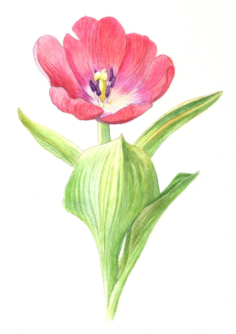 751x1063 Magenta Tulip