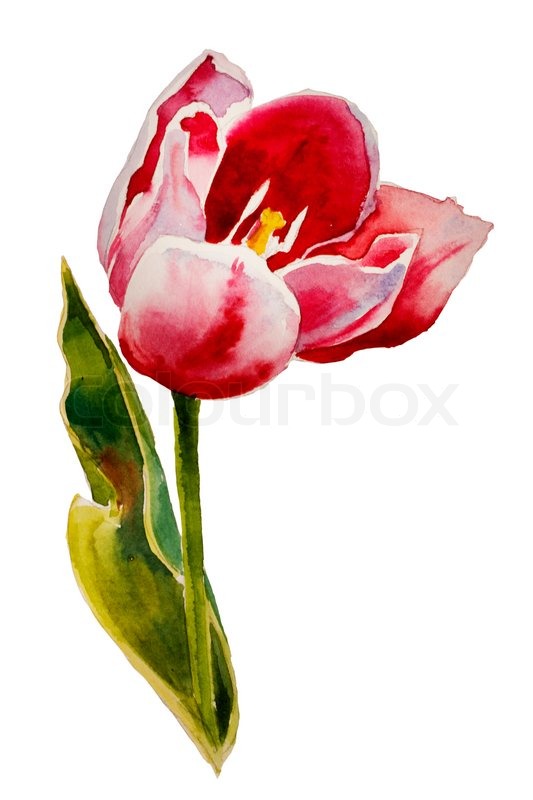 533x800 Pink Tulip Watercolor Original Painting On White Background
