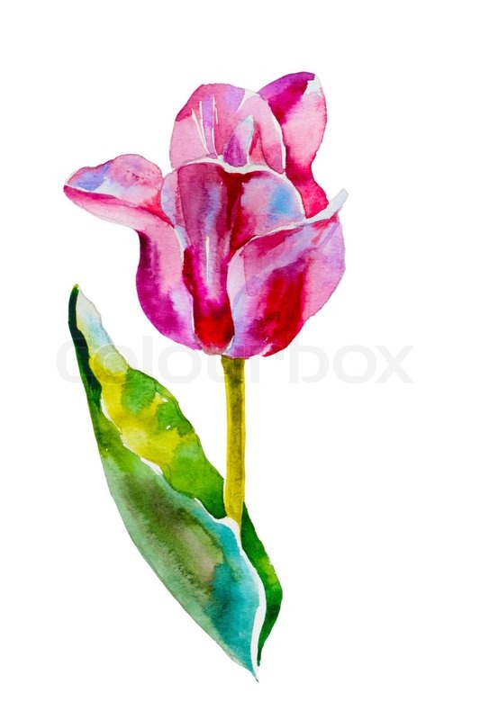 533x800 Pink Tulip Watercolor Original Painting On White Background