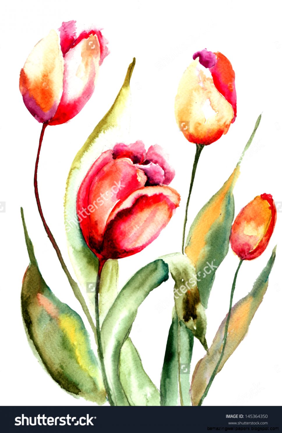 969x1488 Tulips Watercolor Painting Amazing Wallpapers