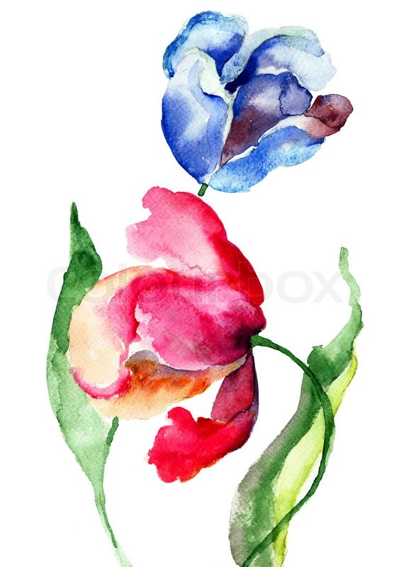 563x800 Tulips Flowers, Watercolor Painting Stock Photo Colourbox