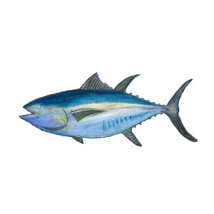 300x300 Original Tuna Watercolor Painting Painting By Christian Galligher
