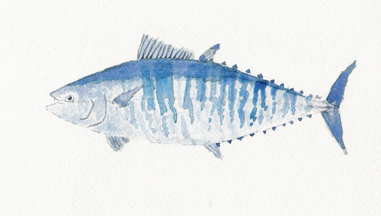 1448x824 Pescadotes Bluefin Tuna