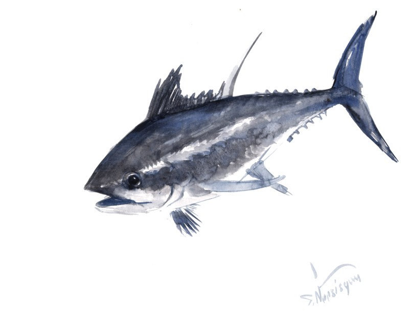 800x617 Watercolor Landcolor Skycolor Tuna Fish Painting, Original