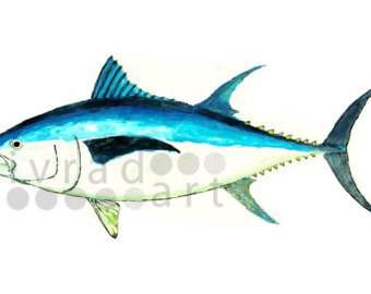 340x270 Watercolor Tuna Etsy