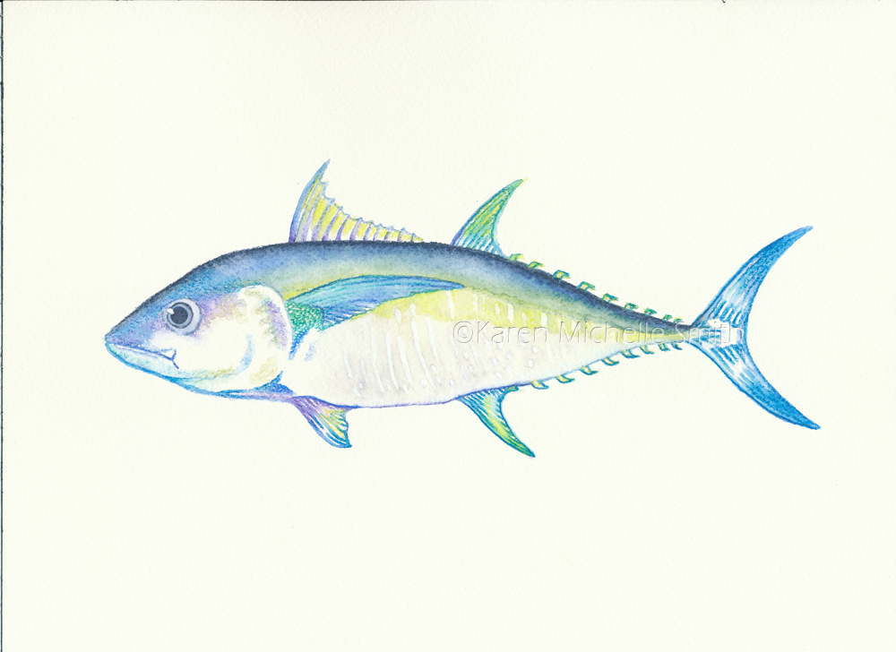 1000x728 Yellowfin, Watercolor Karen Michelle Smith