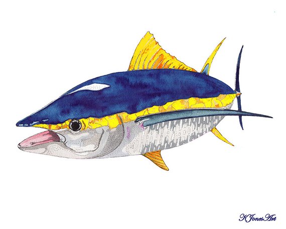 570x456 Yellowfin Tuna Watercolor Print Yellowfin Tuna Painting Etsy