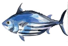 236x160 Tuna Watercolor Painting Tuna Tun Watercolor, Fish
