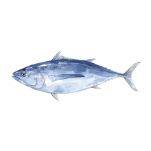 220x220 Tuna Watercolor Painting David Scheirer Watercolors