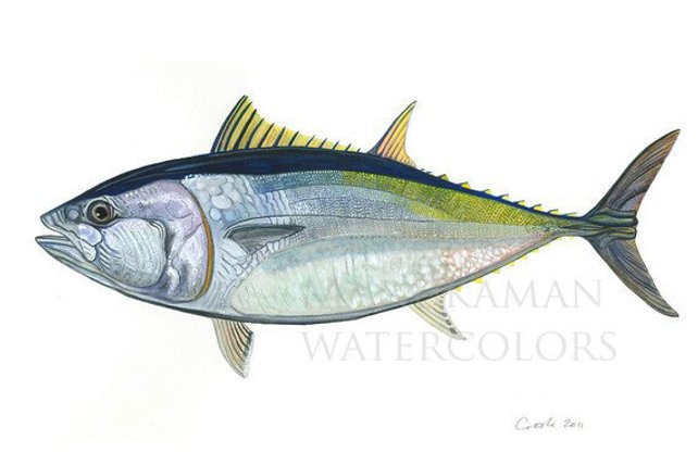 642x428 Bluefin Tuna Watercolor Print By Damon Crook 11 X 14 Etsy