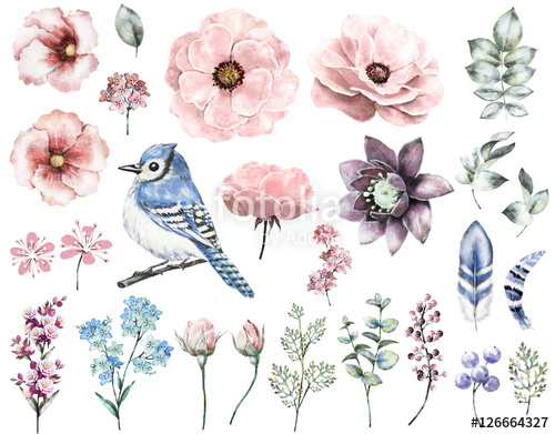 500x391 Set Vintage Watercolor Elements Of Rose, Collection Garden And