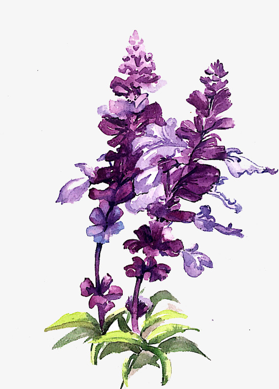 566x790 Watercolor Flowers, Watercolor Clipart, Violet, Flower Png Image