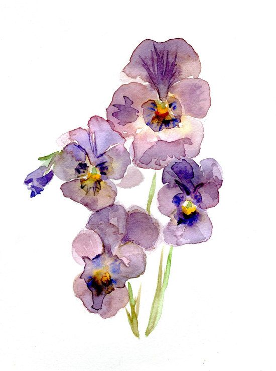 550x738 Original Violet Pansy Watercolor Painting. Flower Art. Purple Blue