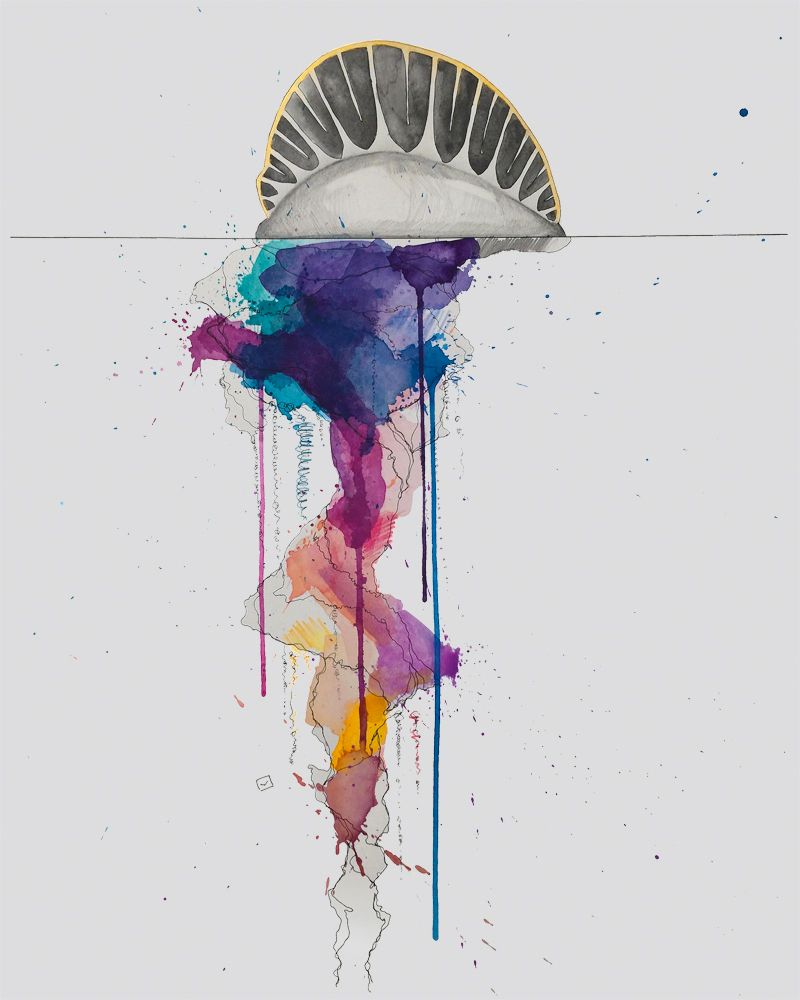 800x1000 Portuguese Man Of War Watercolor