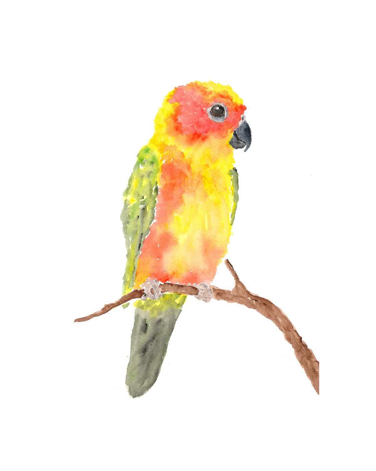 1200x1500 Watercolor Paintings Of Parrots Watercolor Paintings Of Parrots