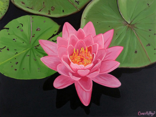 540x407 Pink Water Lily Carrie Kelley Art