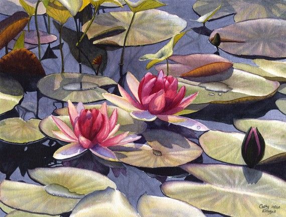 570x433 Water Lily Art Watercolor Painting Print By Cathy Hillegas, 8x10