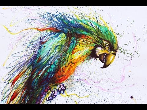 480x360 Color Parrot